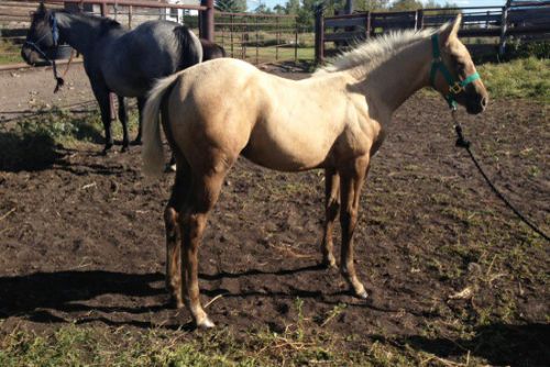 Lot# 51 Name Pending - 20 May 14, , Palomino, Colt (Fords Yellow Rookie) X (Flossy Chick)